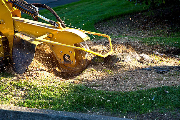 Best Leaf Removal Services  in USA