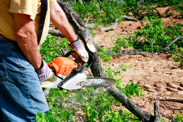 Best Tree Mulching Services  in USA